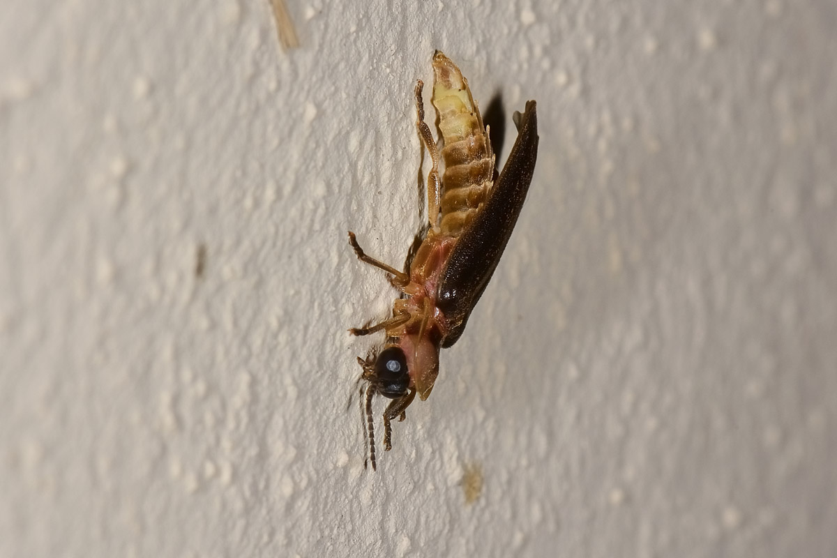 Lampyris fuscata